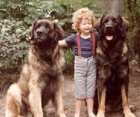 http://www.leonbergerkennel.hu/fotok/regmult9.jpg